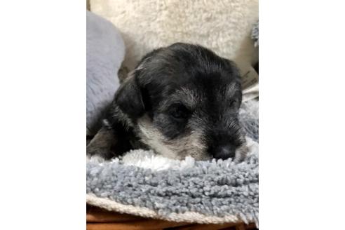 成約済の埼玉県のミニチュアシュナウザー-102763の4枚目