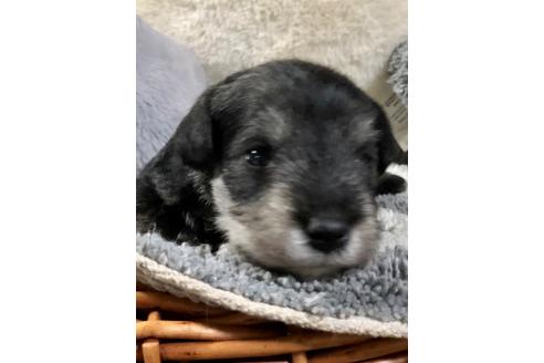 成約済の埼玉県のミニチュアシュナウザー-102763の3枚目