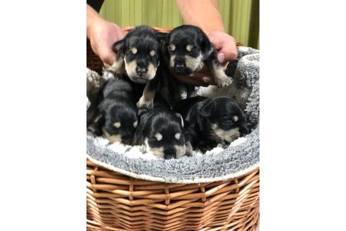 成約済の埼玉県のミニチュアシュナウザー-102966の4枚目