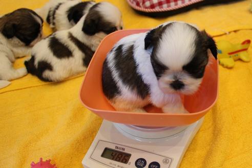 成約済の愛知県のシーズー-102381の14枚目