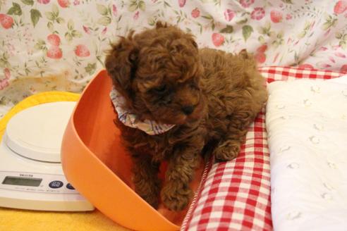 成約済の愛知県のトイプードル-101294の13枚目
