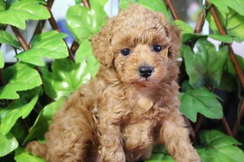 成約済の京都府のトイプードル-104394の3枚目