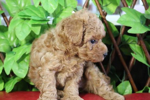 成約済の京都府のトイプードル-104394の2枚目