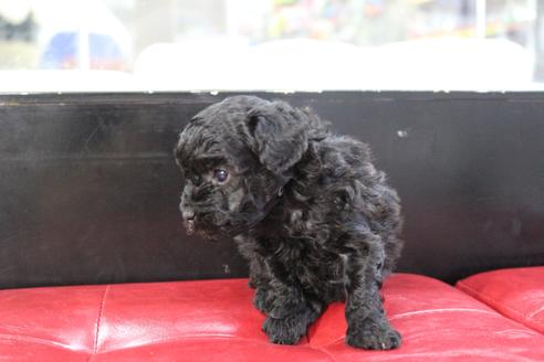 成約済の京都府のトイプードル-104398の3枚目