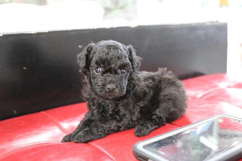 成約済の京都府のトイプードル-104398の2枚目