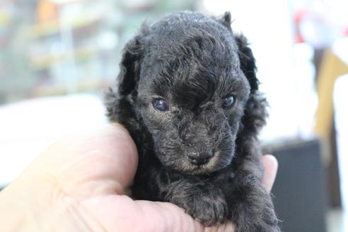 成約済の京都府のトイプードル-104400の5枚目