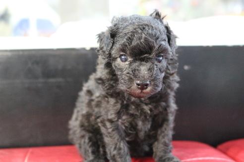 成約済の京都府のトイプードル-104400の4枚目