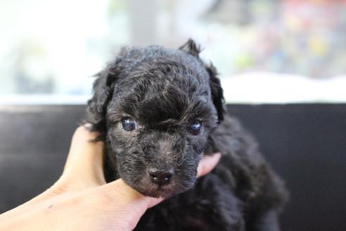 成約済の京都府のトイプードル-104400