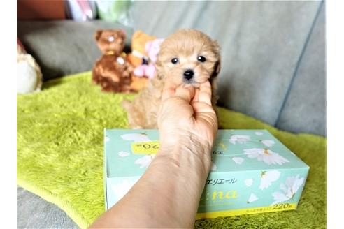 成約済の熊本県のマルプー:マルチーズ×トイプードル-104428の4枚目