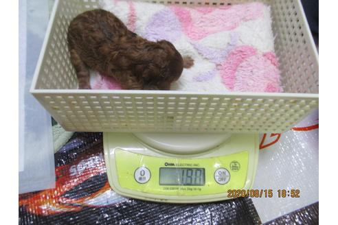 成約済の大阪府のティーカッププードル-104470の8枚目