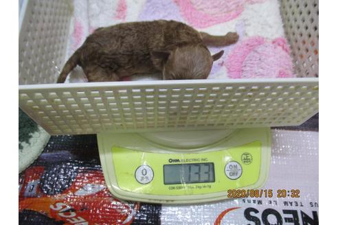 成約済の大阪府のティーカッププードル-104471の8枚目