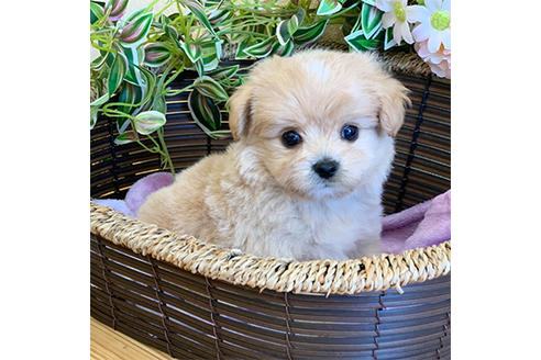 成約済の広島県のミックス犬-103931の1枚目