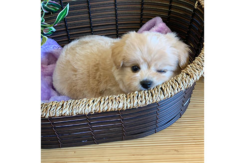 成約済の広島県のミックス犬-103931の2枚目