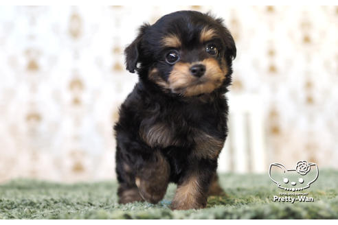 成約済の愛知県のチワプー:チワワ×トイプードル-104454の1枚目