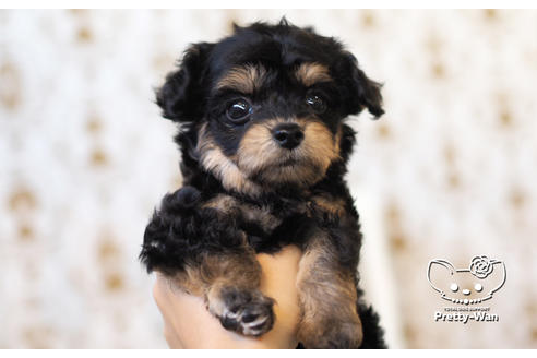 成約済の愛知県のチワプー:チワワ×トイプードル-104454の8枚目