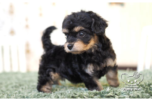 成約済の愛知県のチワプー:チワワ×トイプードル-104454の7枚目