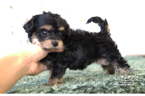 成約済の愛知県のチワプー:チワワ×トイプードル-104454の6枚目