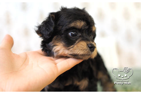 成約済の愛知県のチワプー:チワワ×トイプードル-104454の4枚目