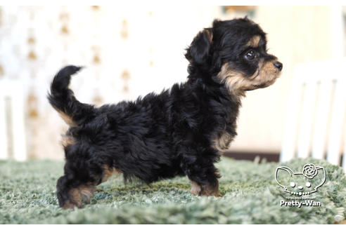 成約済の愛知県のチワプー:チワワ×トイプードル-104454の3枚目