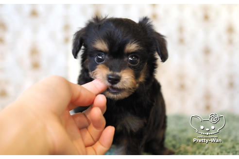 成約済の愛知県のチワプー:チワワ×トイプードル-104453の7枚目