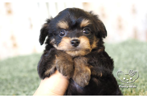 成約済の愛知県のチワプー:チワワ×トイプードル-104453の1枚目