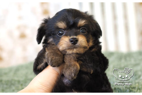 成約済の愛知県のチワプー:チワワ×トイプードル-104453の6枚目