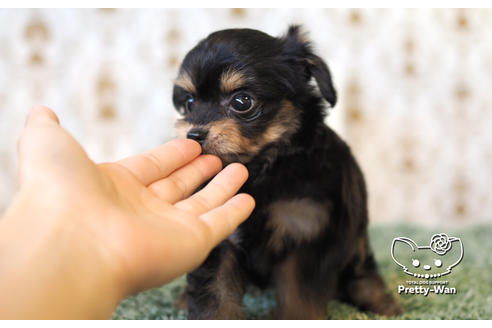成約済の愛知県のチワプー:チワワ×トイプードル-104453の5枚目