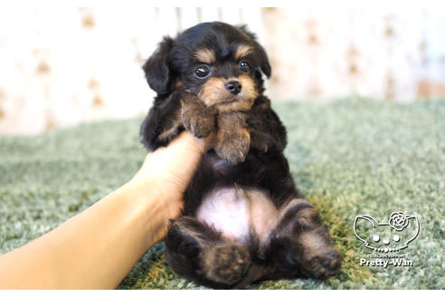 成約済の愛知県のチワプー:チワワ×トイプードル-104453の4枚目