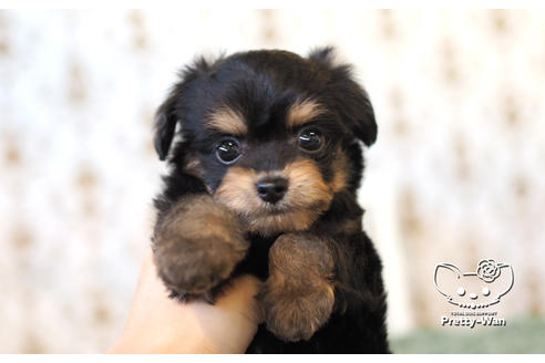 成約済の愛知県のチワプー:チワワ×トイプードル-104453の2枚目