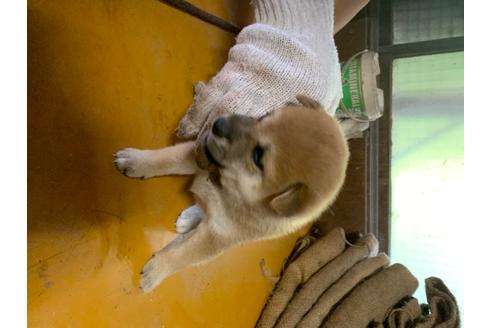 成約済の広島県の柴犬-104509