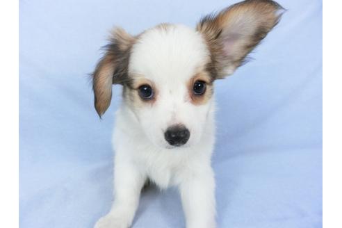 成約済の千葉県のパピヨン-102196の1枚目