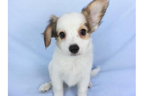 成約済の千葉県のパピヨン-102196の4枚目