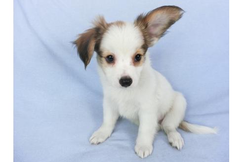 成約済の千葉県のパピヨン-102196の3枚目