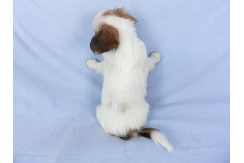 成約済の千葉県のパピヨン-102196の2枚目