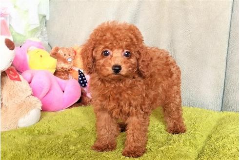 成約済の熊本県のトイプードル-104576の5枚目