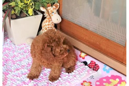 成約済の熊本県のトイプードル-104576の3枚目