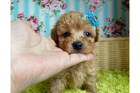 成約済の秋田県のマルプー:マルチーズ×トイプードル-102450の1枚目