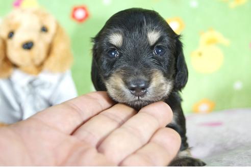 成約済の兵庫県のミニチュアダックスフンド(ロングヘアード)-104600の1枚目