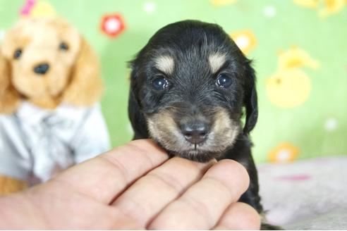 成約済の兵庫県のミニチュアダックスフンド(ロングヘアード)-104600の2枚目
