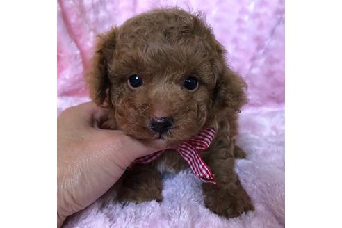 成約済の福岡県のタイニープードル-104607の4枚目