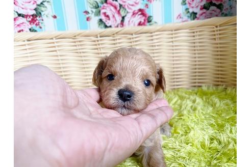 成約済の秋田県のマルプー:マルチーズ×トイプードル-103177の9枚目