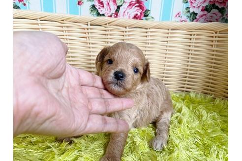 成約済の秋田県のマルプー:マルチーズ×トイプードル-103177の6枚目