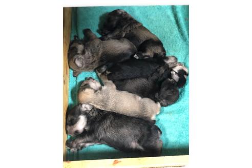 成約済の埼玉県のミニチュアシュナウザー-102763の2枚目