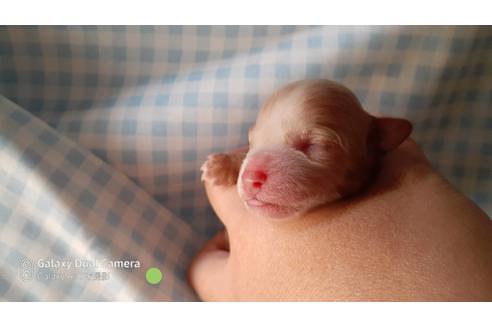 成約済の大阪府のトイプードル-104621の8枚目
