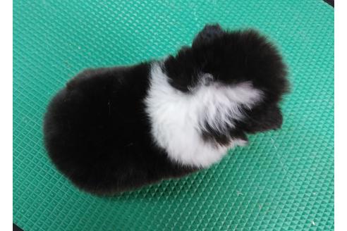 成約済の鹿児島県のシェットランドシープドッグ(シェルティ)-104627の2枚目