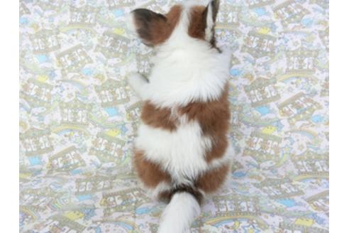 成約済の千葉県のパピヨン-104051の2枚目