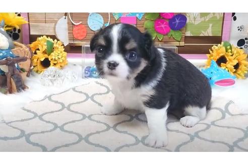 成約済の福岡県のチワワ(ロングコート)-104646の2枚目