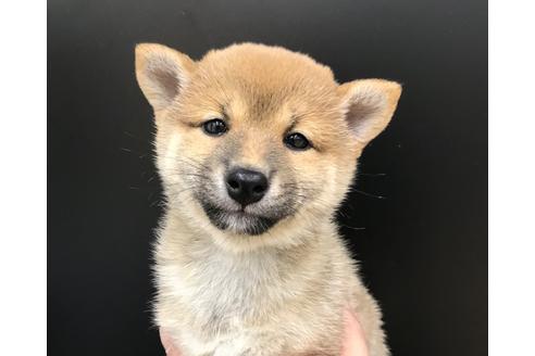 成約済の北海道の豆柴-104681の1枚目