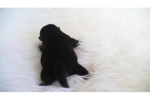 成約済の福岡県の豆柴-104687の4枚目