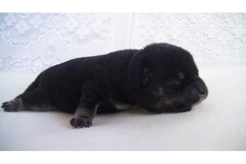 成約済の福岡県の豆柴-104687の3枚目